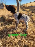 Green male, a male German Shorthaired Pointer for sale in Sterling City, TX – Photo 2 of 2