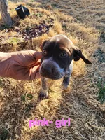Pink girl , a female German Shorthaired Pointer for sale in Sterling City, TX – Photo 2 of 2