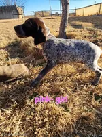 Pink girl , a female German Shorthaired Pointer for sale in Sterling City, TX – Photo 1 of 2