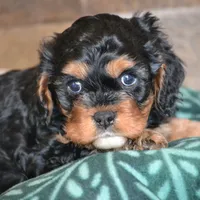 processed/570b114f-4f9a-445d-8d9e-89f5d2b148a7/facility/114236c7-6c77-4ae2-a344-9c0efd6c66af