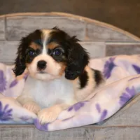 processed/570b114f-4f9a-445d-8d9e-89f5d2b148a7/facility/16a7a621-3aa9-4e37-9022-7bee1afe1e7e