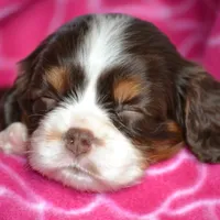 processed/570b114f-4f9a-445d-8d9e-89f5d2b148a7/facility/59348f62-0bdd-49d5-8853-2a27df58f487