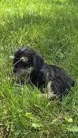 Jersey, a male Miniature Schnauzer and Shih Tzu for sale in Kalona, IA – 6 of 6