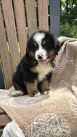 Rex, a male Bernese Mountain Dog for sale in Kalona, IA – 2 of 10
