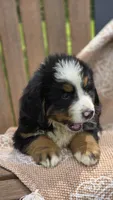 Rex, a male Bernese Mountain Dog for sale in Kalona, IA – 8 of 10