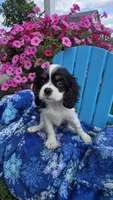 Miles, a male Cavalier King Charles Spaniel for sale in Kalona, IA – 2 of 5