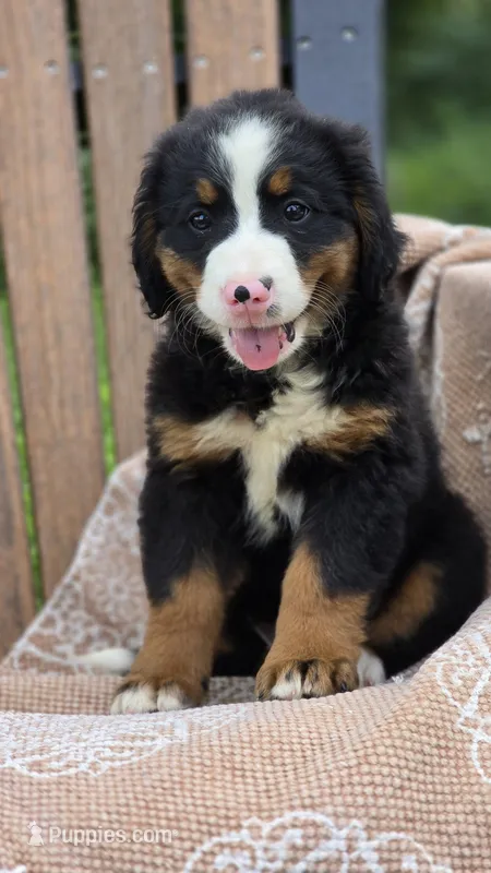 Remi – Bernese Mountain Dog puppy for sale in Kalona, IA
