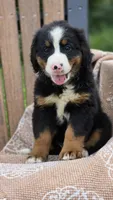 Remi, a female Bernese Mountain Dog for sale in Kalona, IA – 1 of 7