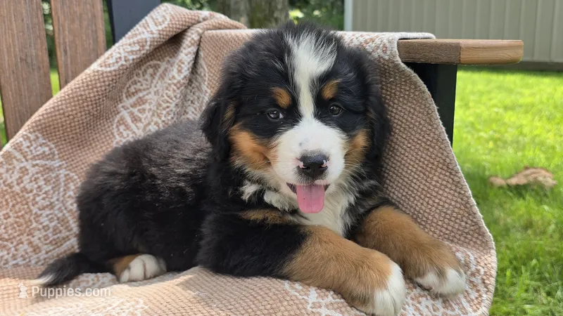 Reese – Bernese Mountain Dog puppy for sale in Kalona, IA