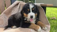 Reese, a male Bernese Mountain Dog for sale in Kalona, IA – 1 of 8