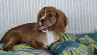 Daffodil, a female Cavalier King Charles Spaniel for sale in Kalona, IA – 4 of 5