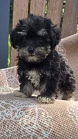 Cooper, a male Miniature Schnauzer and Shih Tzu for sale in Kalona, IA – 4 of 8