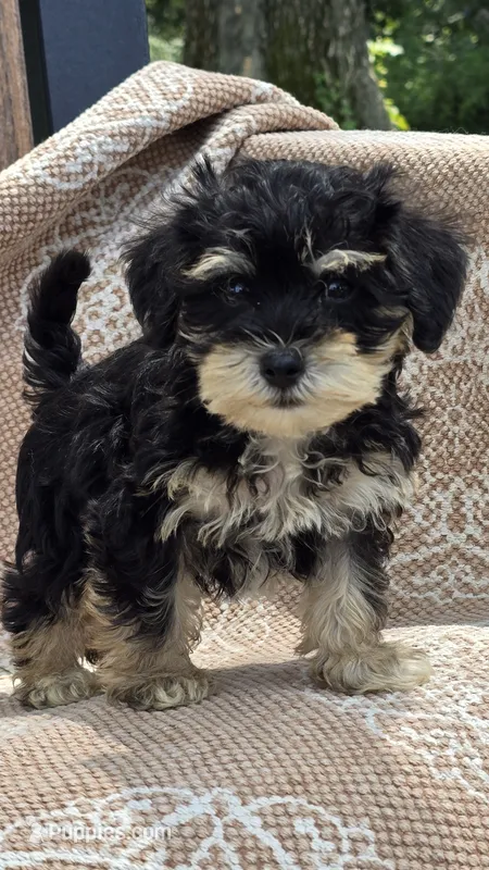 Kingston – Miniature Schnauzer, Shih Tzu puppy for sale in Kalona, IA