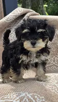 Kingston, a male Miniature Schnauzer and Shih Tzu for sale in Kalona, IA – 1 of 4