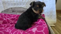 AKC Penelope, a female Yorkshire Terrier for sale in Kalona, IA – 2 of 7
