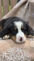 Russell, a male Bernese Mountain Dog for sale in Kalona, IA – 5 of 8