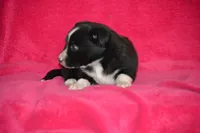 Kayla, a female Border Collie and Miniature Australian Shepherd for sale in Kalona, IA – Photo 4 of 7