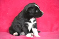 Kayla, a female Border Collie and Miniature Australian Shepherd for sale in Kalona, IA – Photo 5 of 7