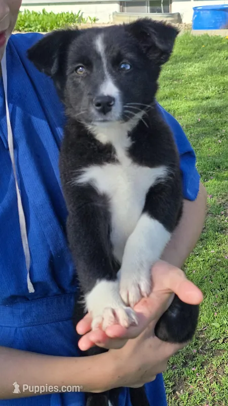 Kayla – Border Collie, Miniature Australian Shepherd puppy for sale in Kalona, IA