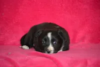 Kayla, a female Border Collie and Miniature Australian Shepherd for sale in Kalona, IA – Photo 2 of 7