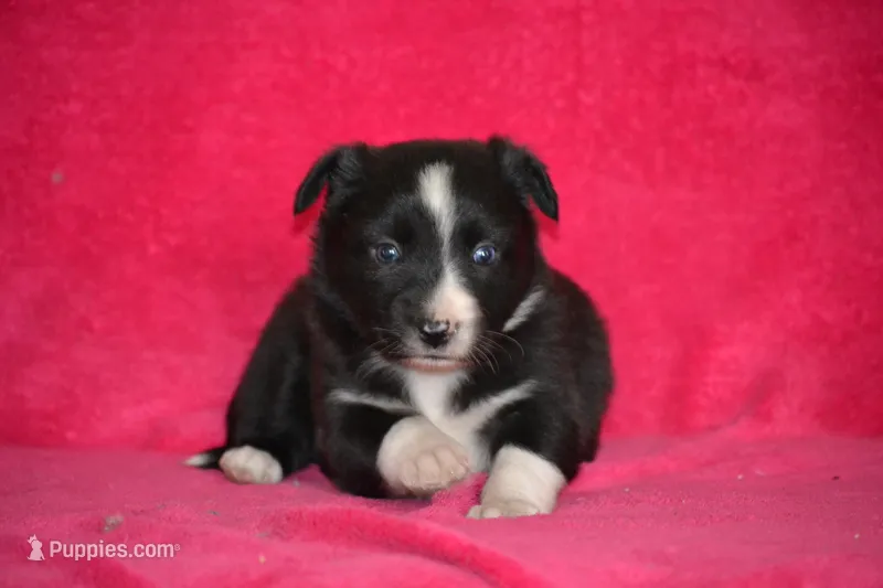 Kayla – Border Collie, Miniature Australian Shepherd puppy for sale in Kalona, IA