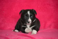 Kayla, a female Border Collie and Miniature Australian Shepherd for sale in Kalona, IA – Photo 1 of 7