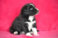 Kayla, a female Border Collie and Miniature Australian Shepherd for sale in Kalona, IA – Photo 6 of 7