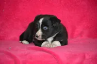 Kayla, a female Border Collie and Miniature Australian Shepherd for sale in Kalona, IA – Photo 3 of 7