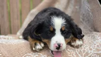 Russell, a male Bernese Mountain Dog for sale in Kalona, IA – 8 of 8