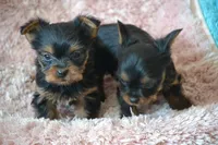 Oakley, a female Yorkshire Terrier for sale in Kalona, IA – Photo 7 of 7