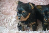 Oakley, a female Yorkshire Terrier for sale in Kalona, IA – Photo 5 of 7