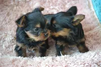 Oakley, a female Yorkshire Terrier for sale in Kalona, IA – Photo 6 of 7