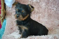 Oakley, a female Yorkshire Terrier for sale in Kalona, IA – Photo 1 of 7