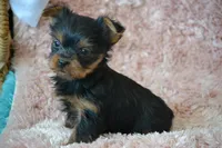 Oakley, a female Yorkshire Terrier for sale in Kalona, IA – Photo 4 of 7