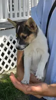 Bella, a female American Eskimo and Jack Russell Terrier for sale in Kalona, IA – 5 of 7