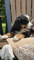 Reese, a male Bernese Mountain Dog for sale in Kalona, IA – 4 of 8
