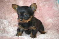 AKC Scout, a female Yorkshire Terrier for sale in Kalona, IA – Photo 1 of 10