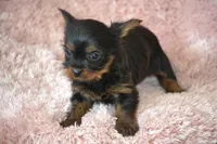 AKC Scout, a female Yorkshire Terrier for sale in Kalona, IA – Photo 5 of 10