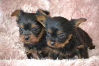 AKC Scout, a female Yorkshire Terrier for sale in Kalona, IA – Photo 8 of 10