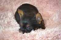 AKC Scout, a female Yorkshire Terrier for sale in Kalona, IA – Photo 2 of 10