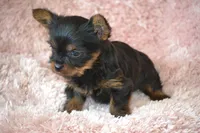 AKC Scout, a female Yorkshire Terrier for sale in Kalona, IA – Photo 3 of 10