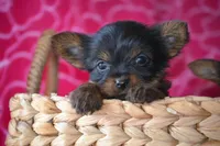 AKC Scout, a female Yorkshire Terrier for sale in Kalona, IA – Photo 6 of 10