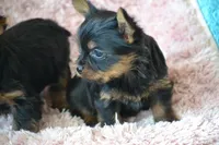 AKC Scout, a female Yorkshire Terrier for sale in Kalona, IA – Photo 9 of 10