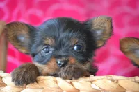 AKC Scout, a female Yorkshire Terrier for sale in Kalona, IA – Photo 10 of 10