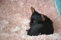 AKC Scout, a female Yorkshire Terrier for sale in Kalona, IA – Photo 4 of 10