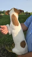 Peter, a male Jack Russell Terrier and Rat Terrier for sale in Kalona, IA – 4 of 8