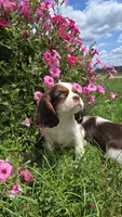 Hershey, a male Cavalier King Charles Spaniel for sale in Kalona, IA – 9 of 9