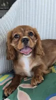 Lady, a female Cavalier King Charles Spaniel for sale in Kalona, IA – 5 of 6