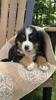 Reese, a male Bernese Mountain Dog for sale in Kalona, IA – 3 of 8