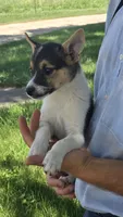Bella, a female American Eskimo and Jack Russell Terrier for sale in Kalona, IA – 7 of 7